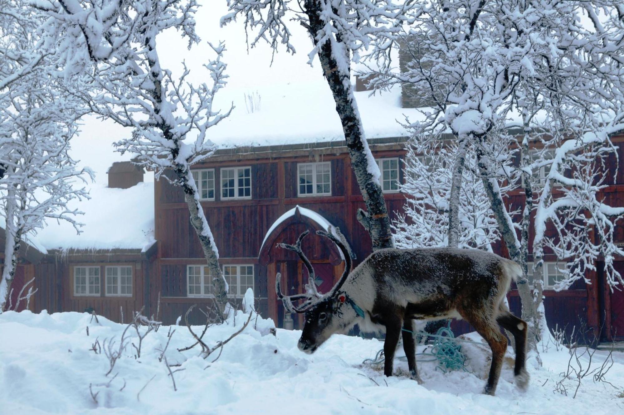 Harahorn Fjellgard Hotel Grondalen  Ngoại thất bức ảnh